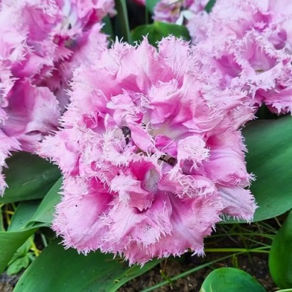 Tulppaani 'Cairns'