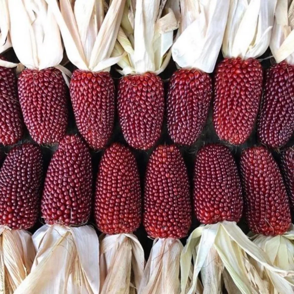 Koristemaissi 'Strawberry Corn'