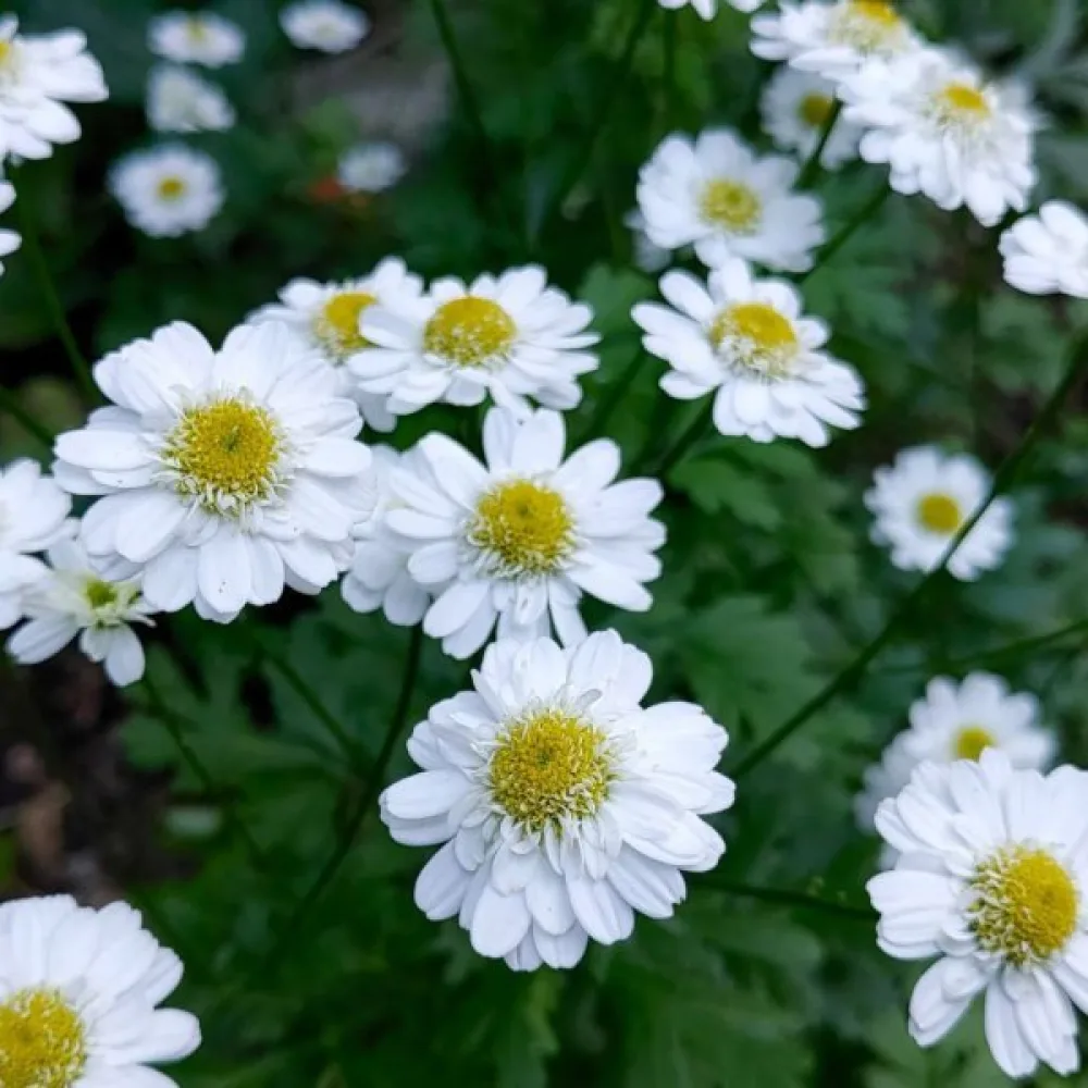 Mäkikaunosilmä Tanacetum parthenium