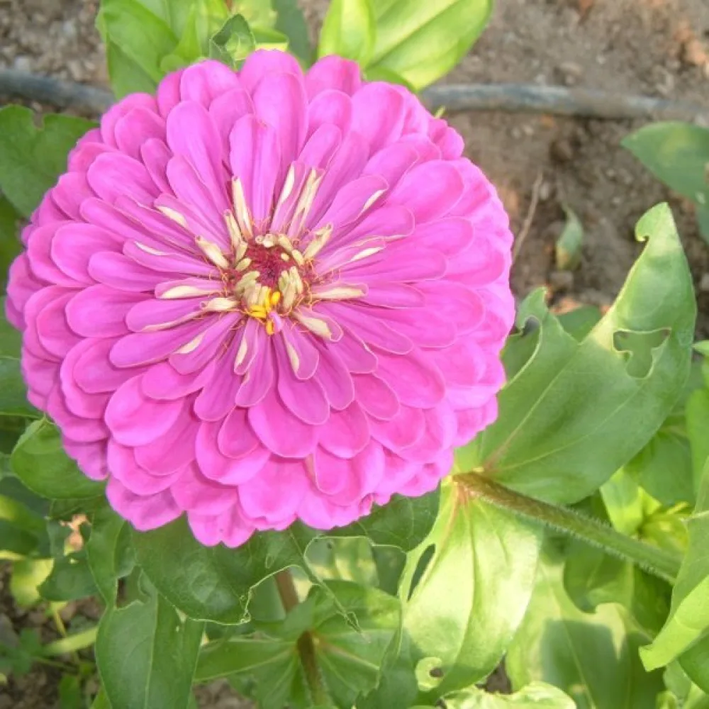 Tsinnia 'Super Yoga Lavender'