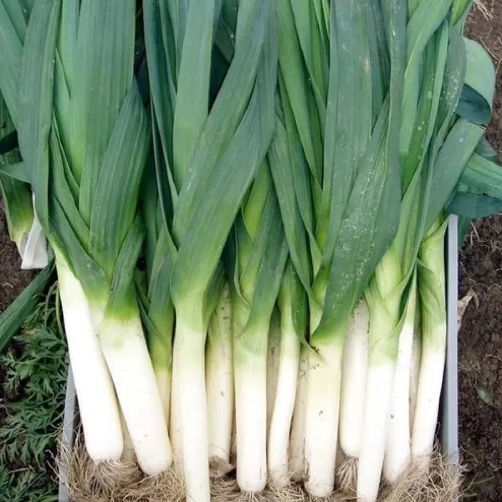 Purjo 'Bulgarian Giant'