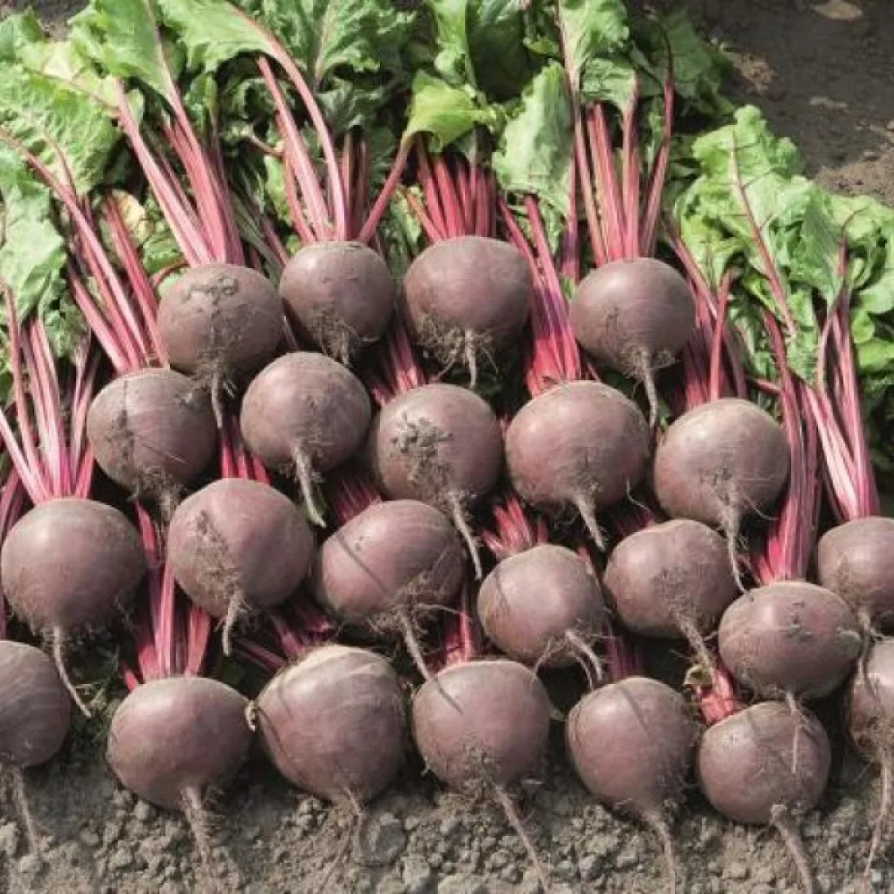 Punajuuri 'Bikores'