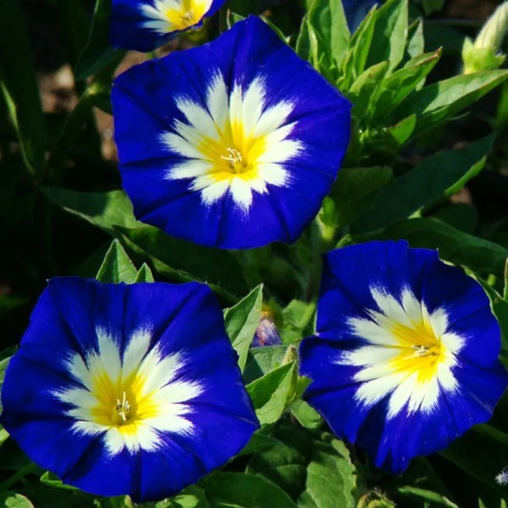 Kolmivärikierto 'Blue Ensign'