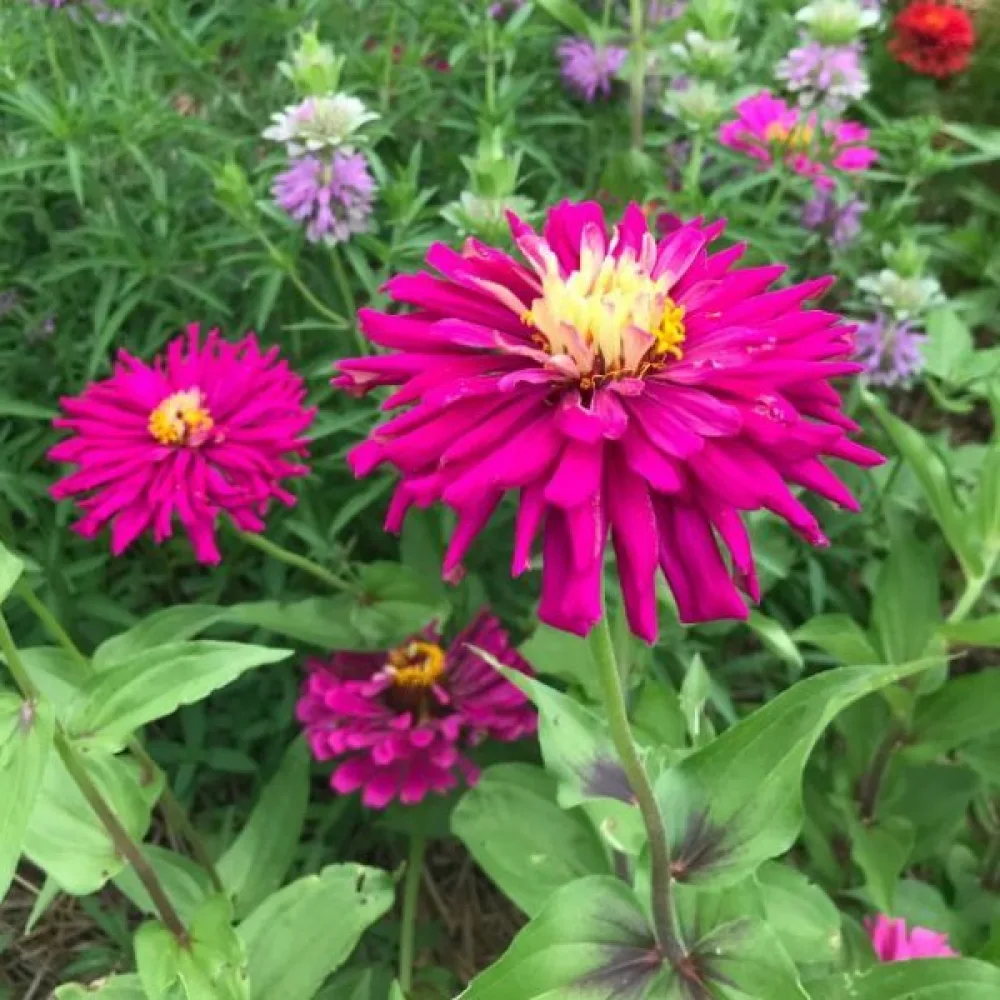 Tsinnia 'Lilac Empress'