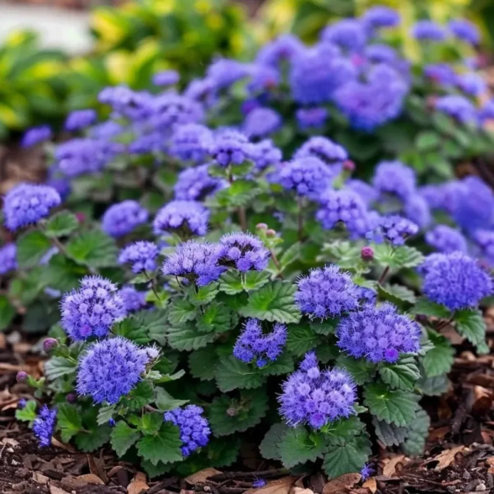 Sinihirvenjuuri 'Blue Ball'