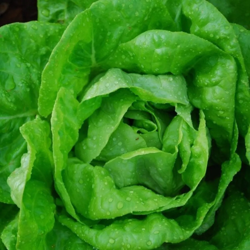 Keräsalaatti 'Justyna'