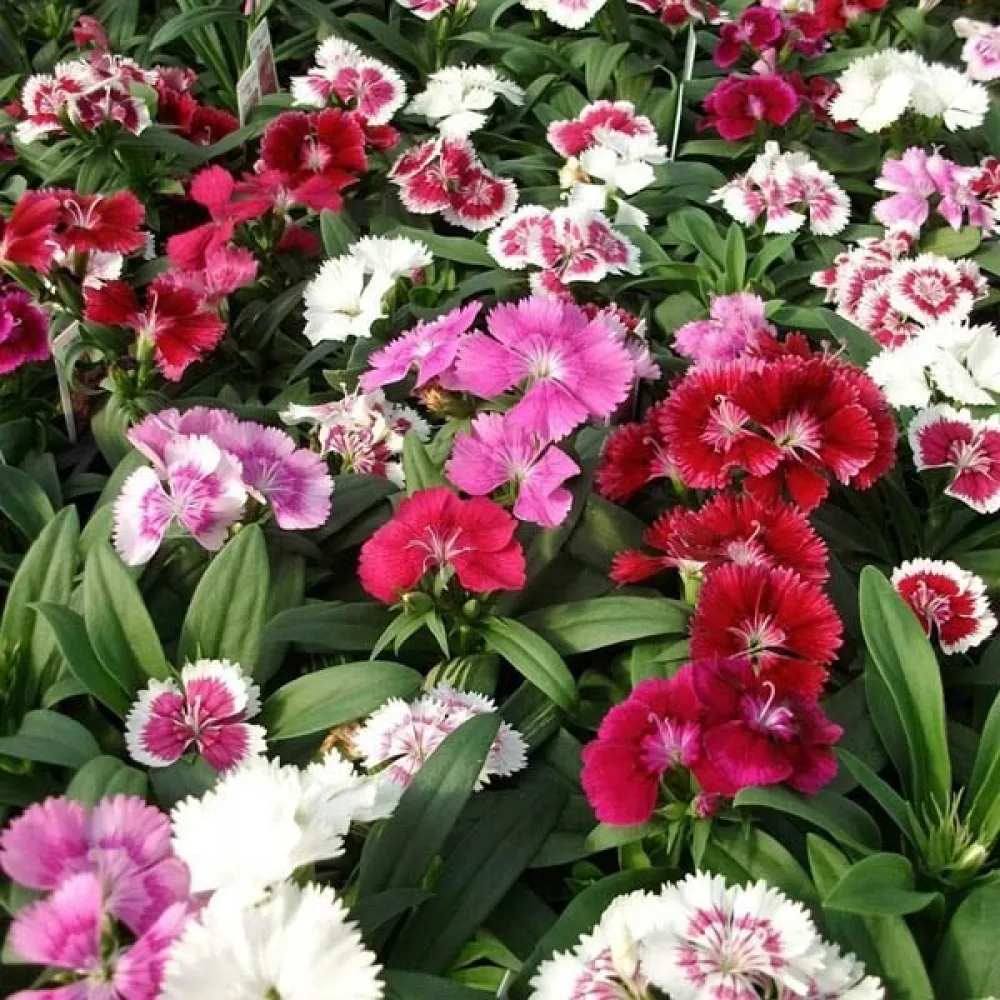 Sulkaneilikka 'Spring Beauty' – seos