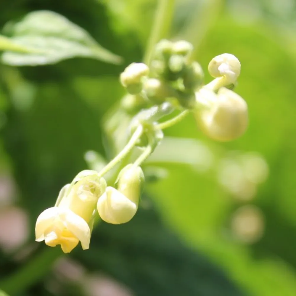Tarhapapu 'Brittle Wax'