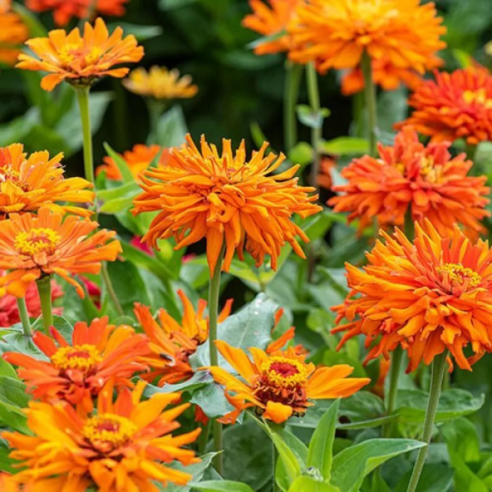 Tsinnia 'Aztec'
