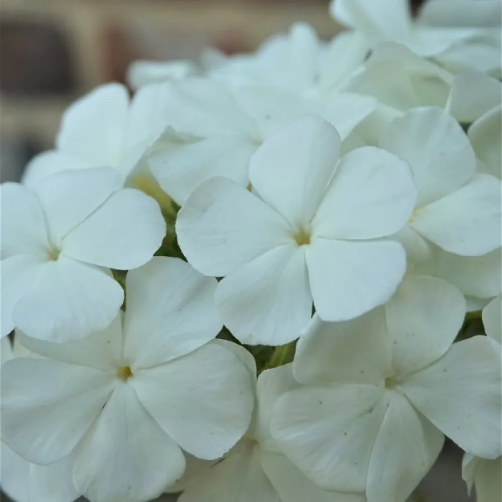 Kesäleimu 'Alba'