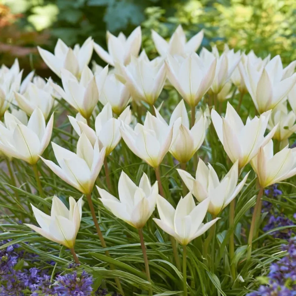 Tulppaani 'Sylvia Clusiana'