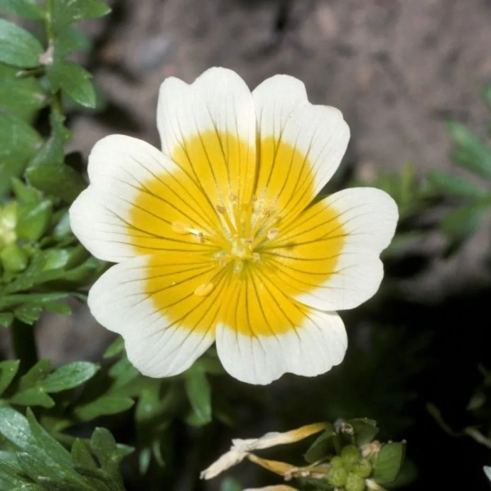 Limnanthes douglasii