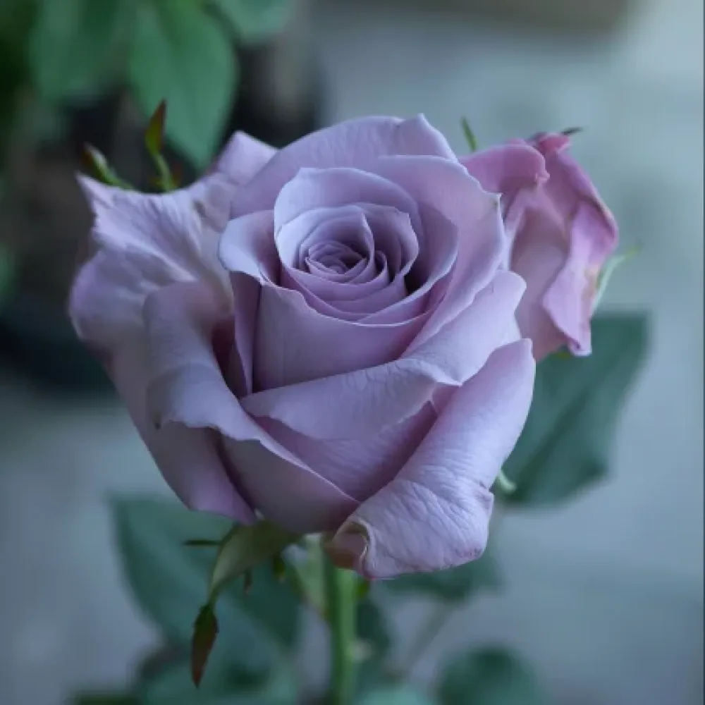 Ruusu 'Blooming Symphony' – paljasjuurinen
