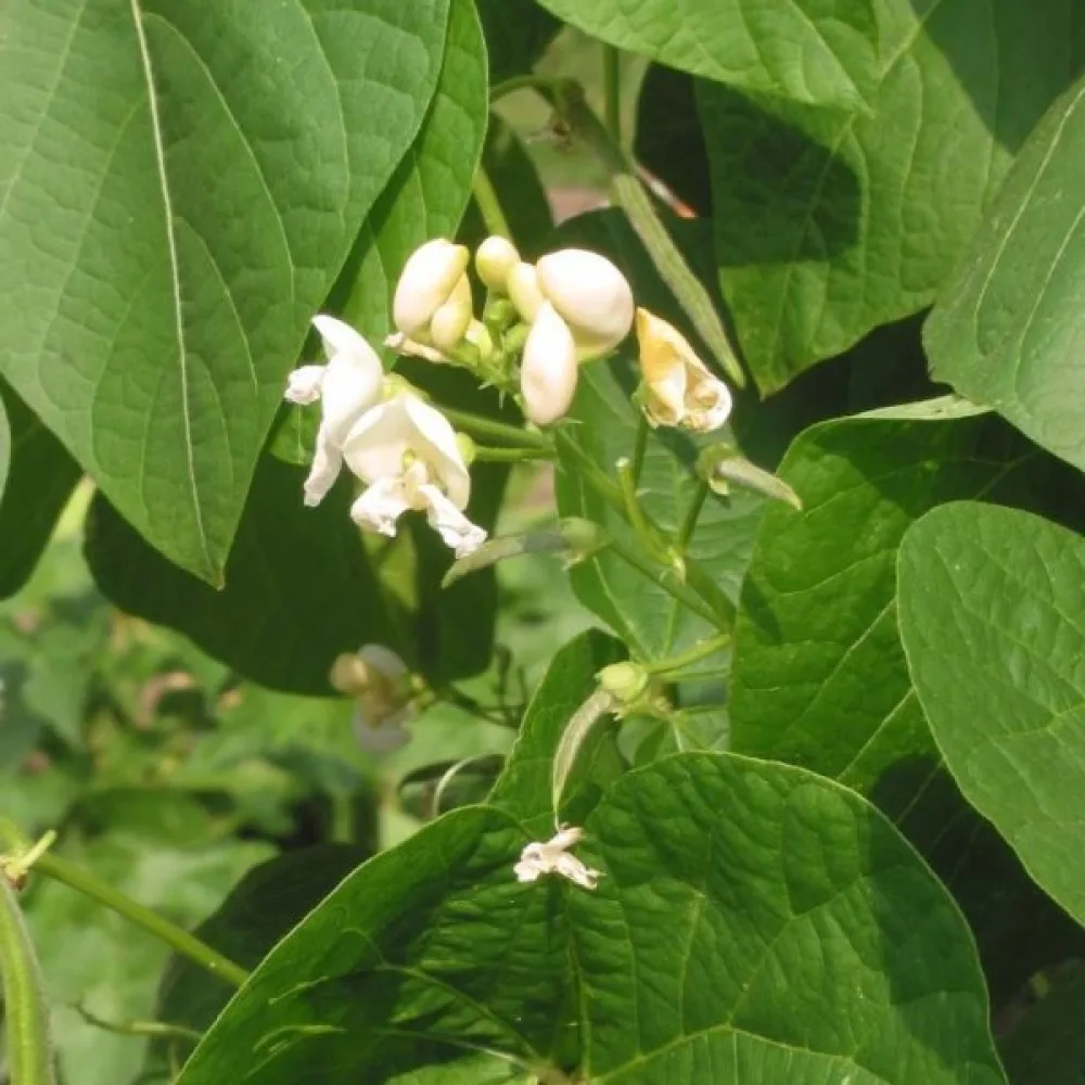 Ruusupapu 'Emergo'
