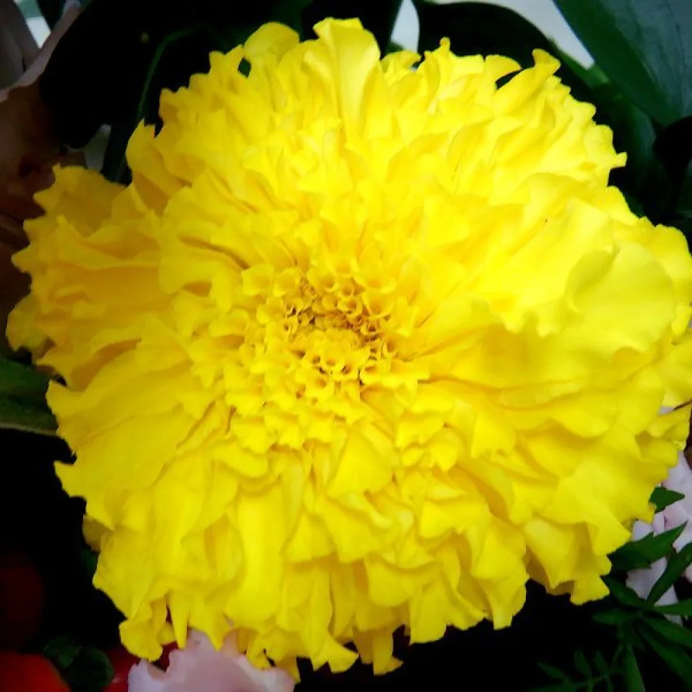 Kookossamettikukka 'Cupid Yellow'