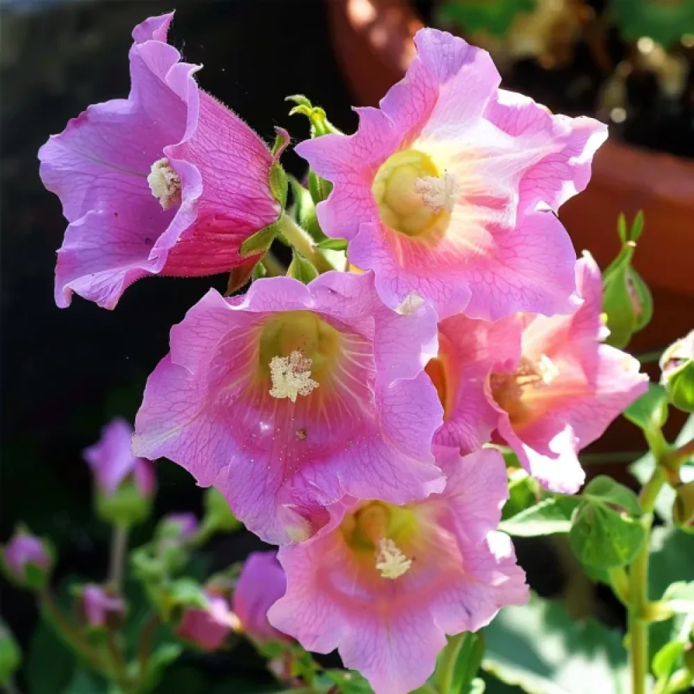 Kesäkello Campanula medium – karmiininroosa