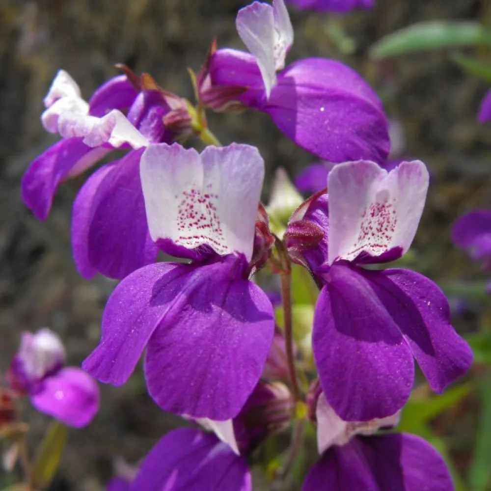 Collinsia, kaksivärinen