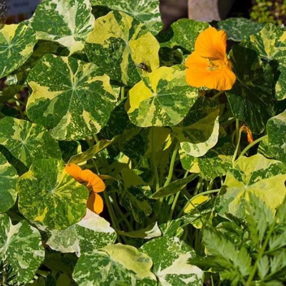 Köynnöskrassi 'Alaska Gold'