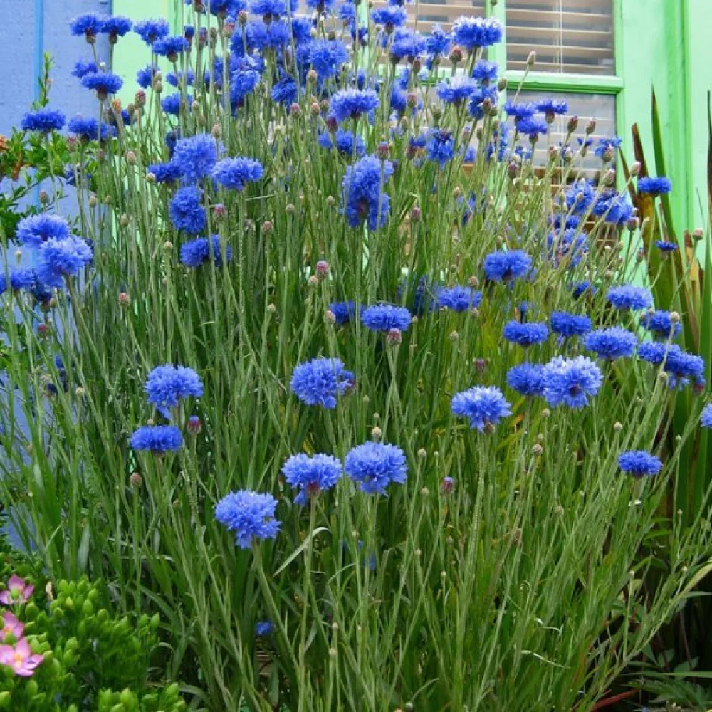 Ruiskaunokki 'Blue Diadem', sininen