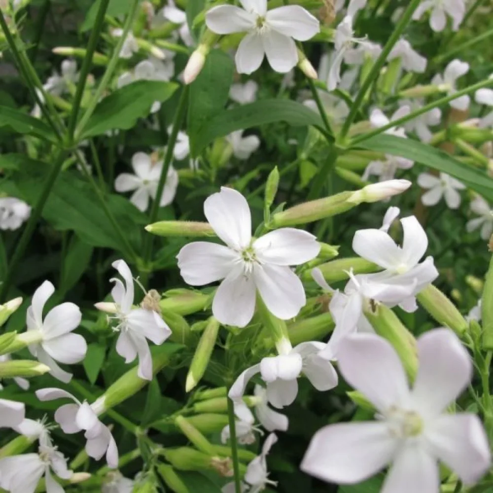 Vaccaria 'White Beauty'