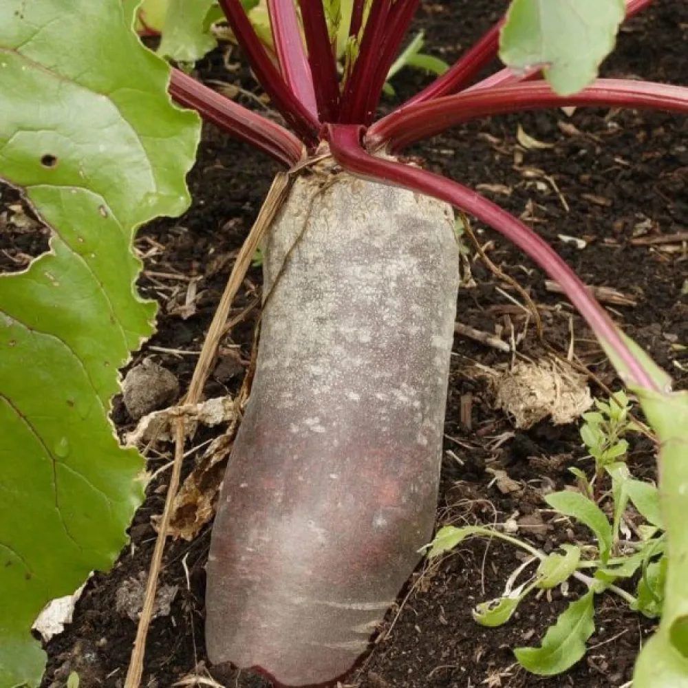 Punajuuri 'Cylindra'