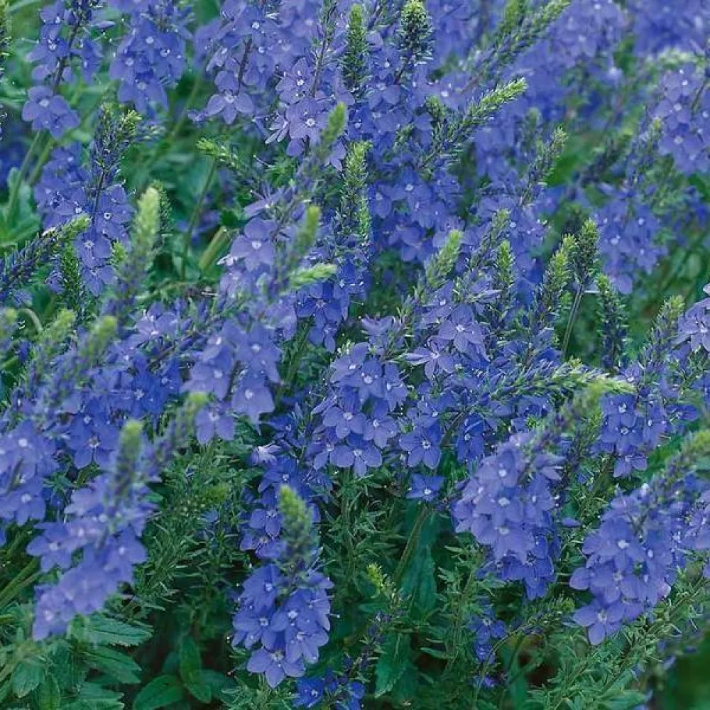 Tähkätädyke 'Royal Blue'