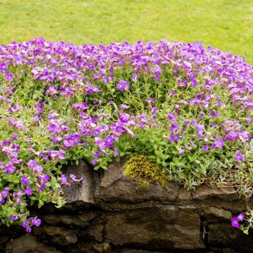 Aubrietia – sekoitus