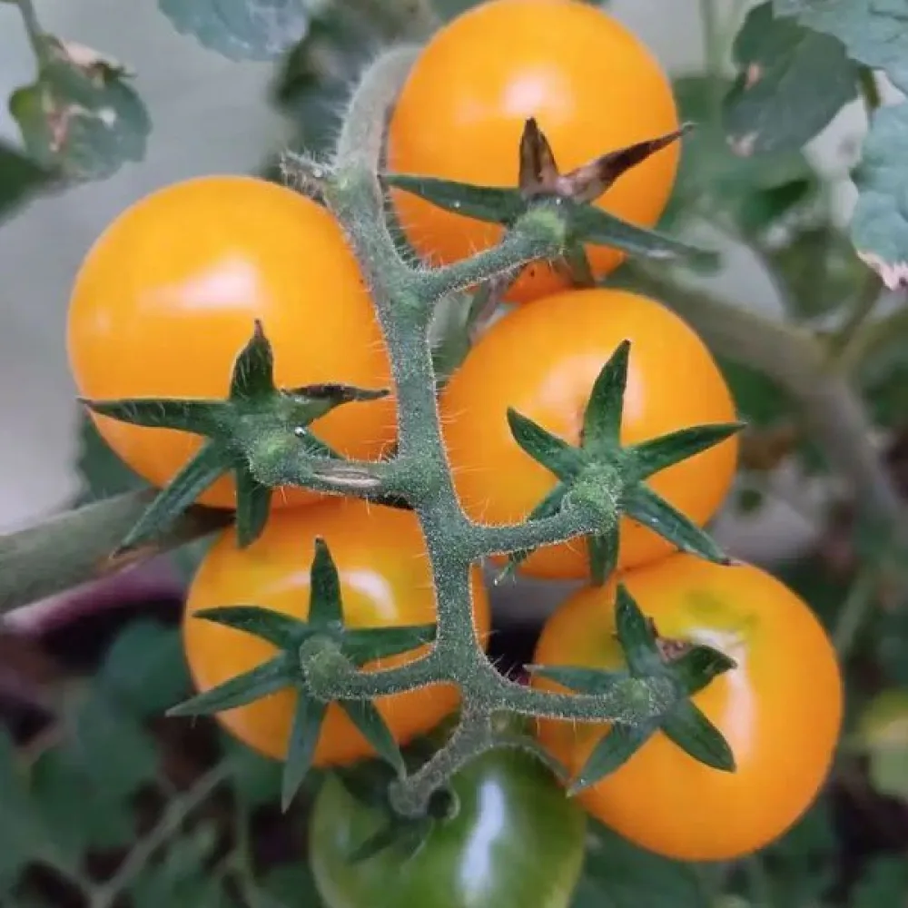 Kirsikkatomaatti 'Golden'