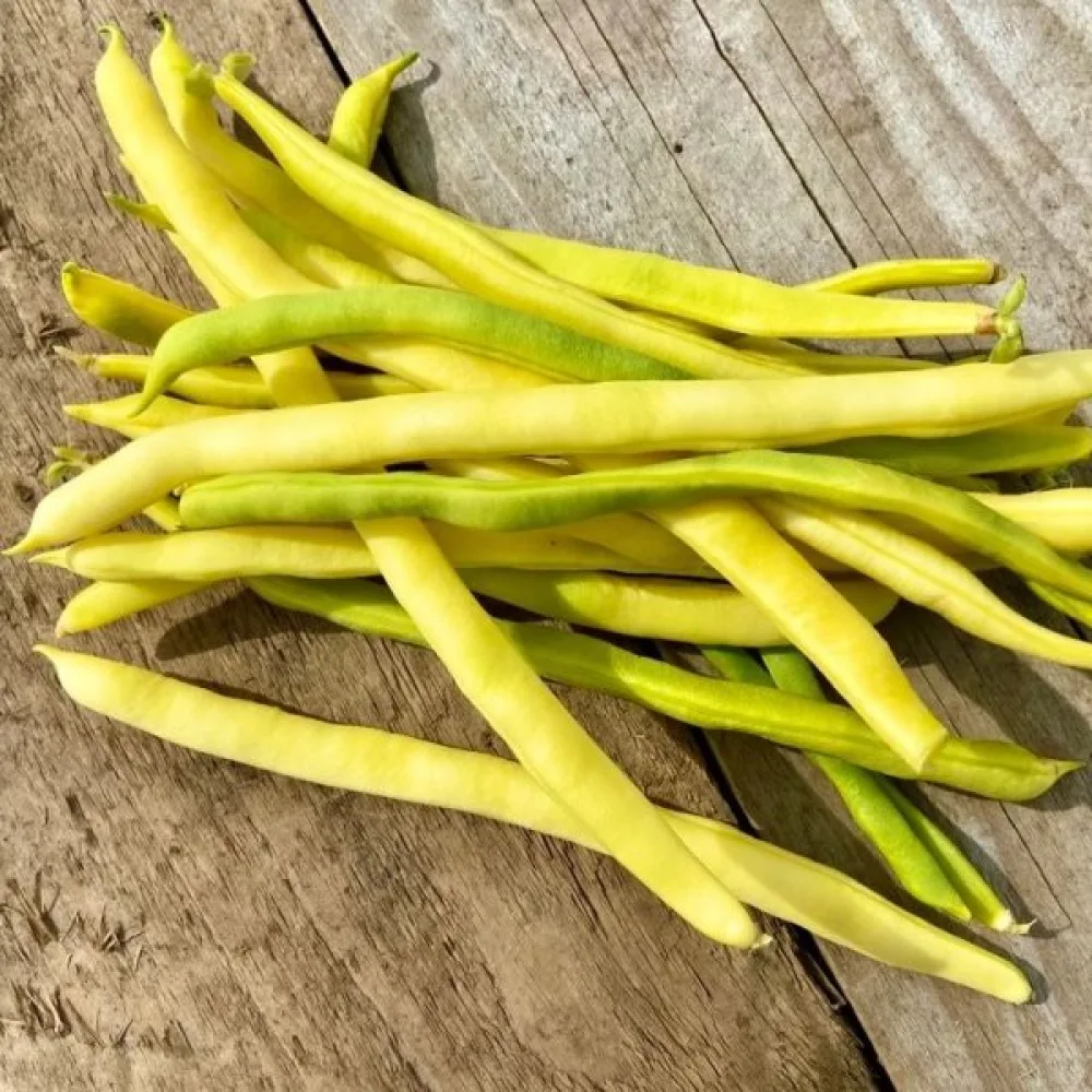 Salkopapu 'Neckargold'