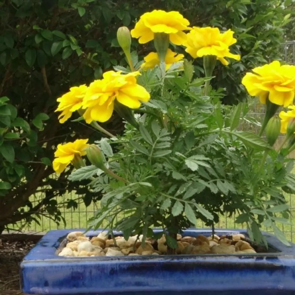 Ruusukesamettikukka 'Honey Moon'