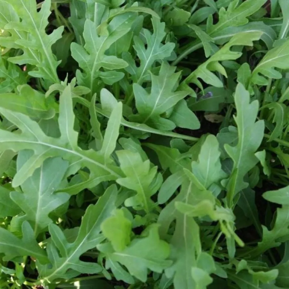Rucola