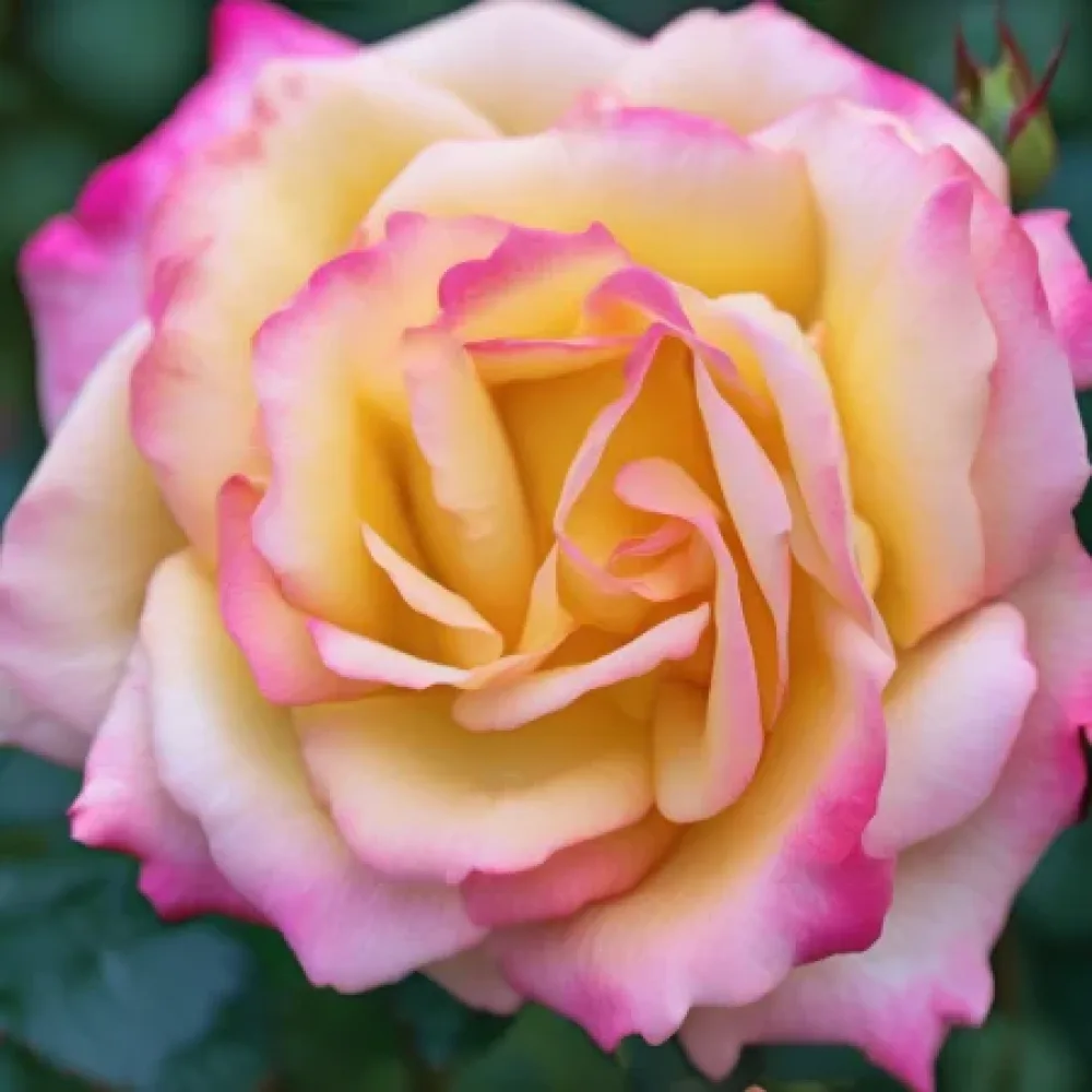 Ruusu 'Night Pearl'