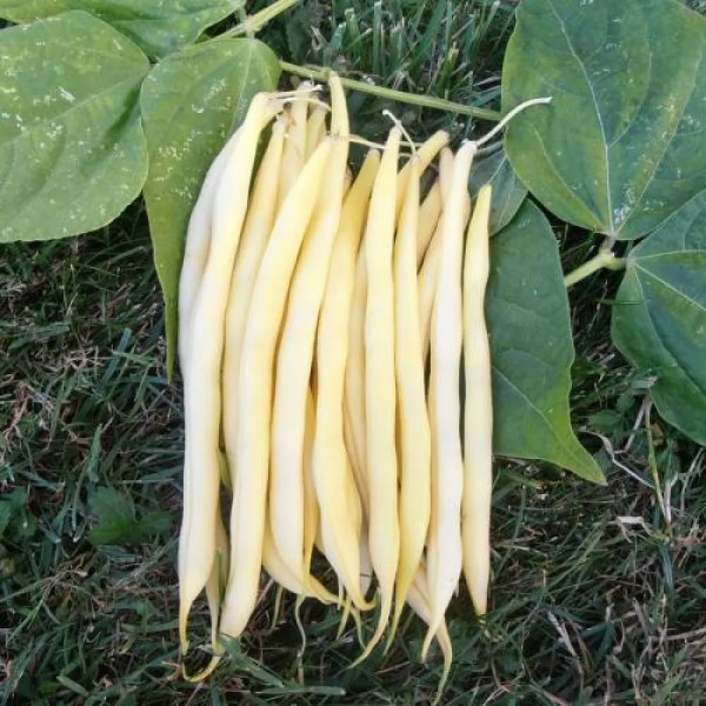 Tarhapapu 'Rocquencourt'