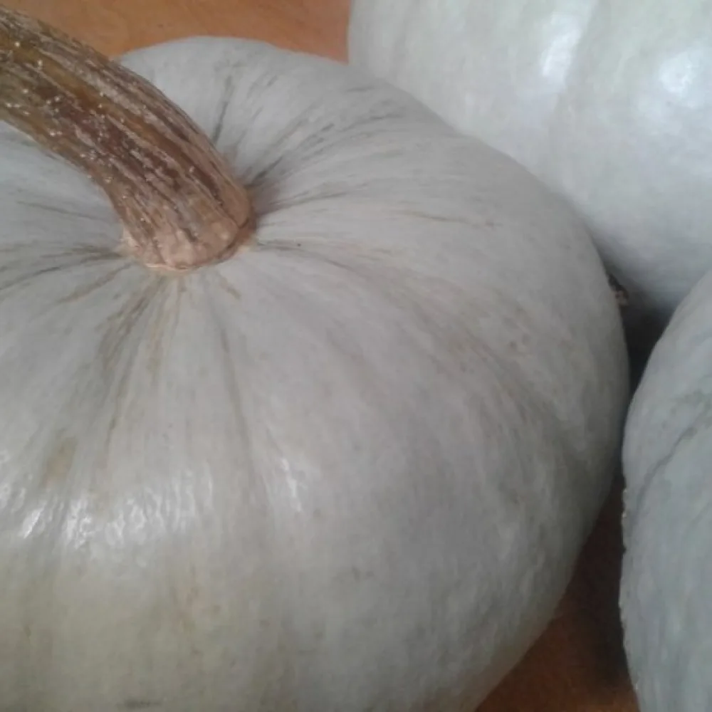 Kurpitsa 'Bleu de Hongrie'