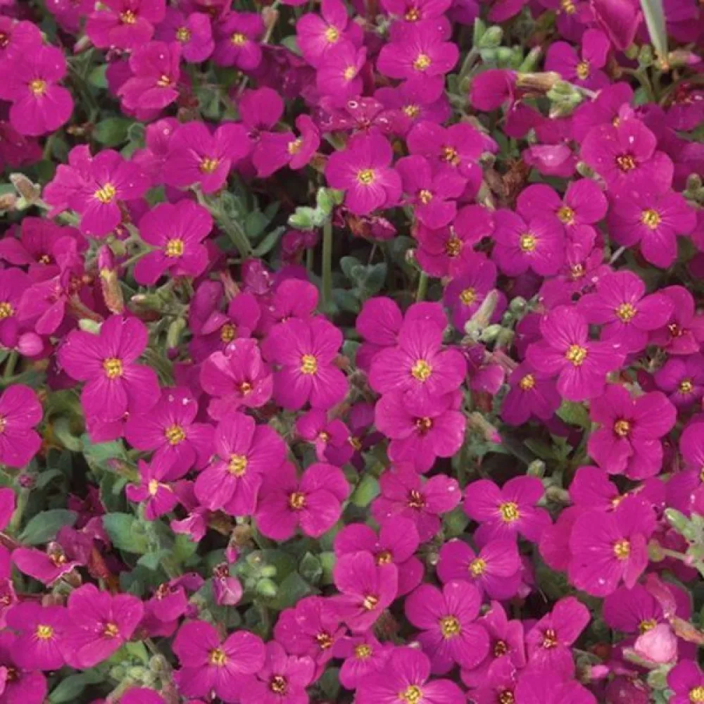 Aubrietia 'Royal Red'