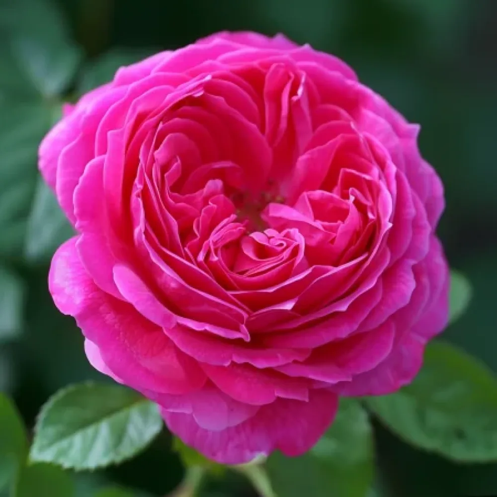 Ruusu 'Blooming Cloud' – paljasjuurinen