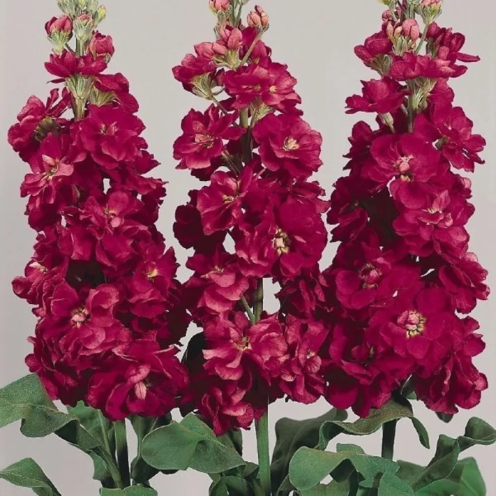 Kesäleukoija Matthiola incana, punainen