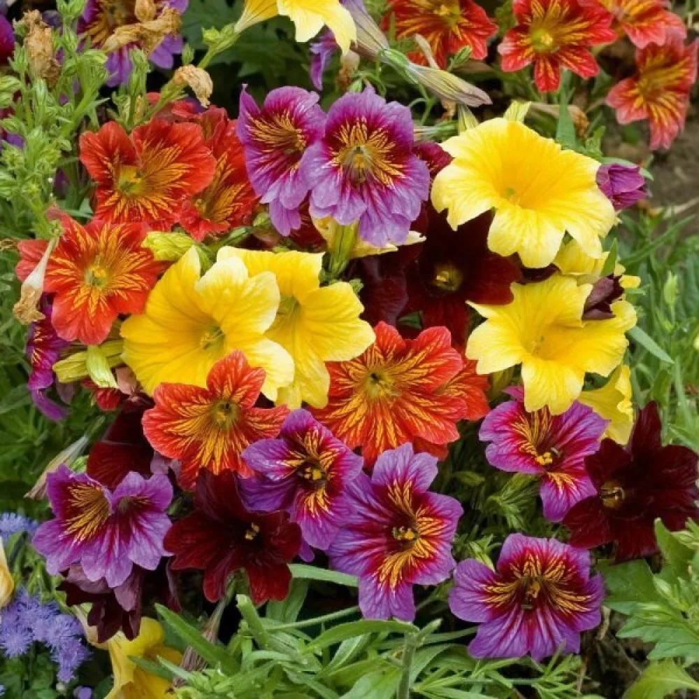 Salpiglossis 'Grandiflora', sekoitus