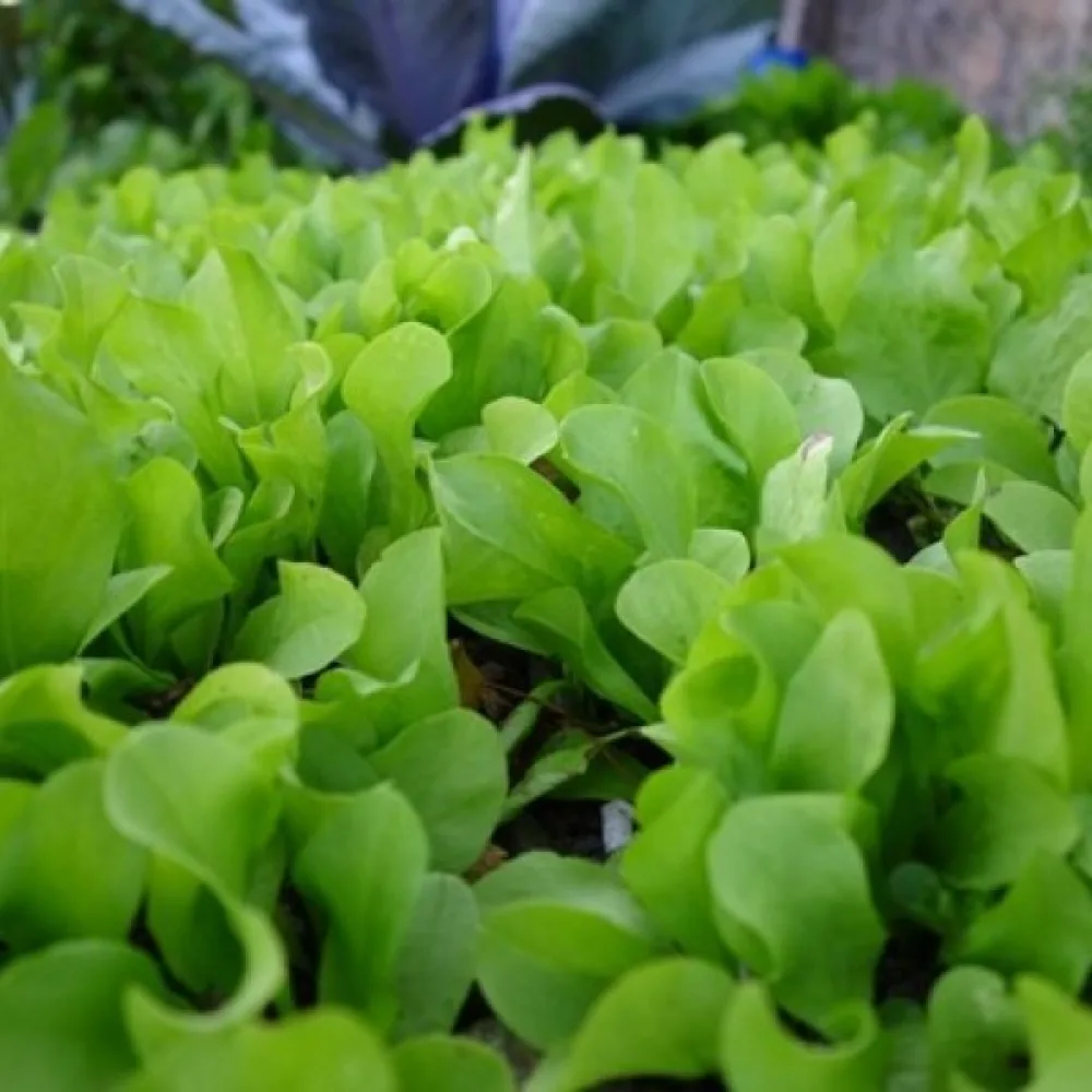 Sikuri 'Zuccherina di Trieste'