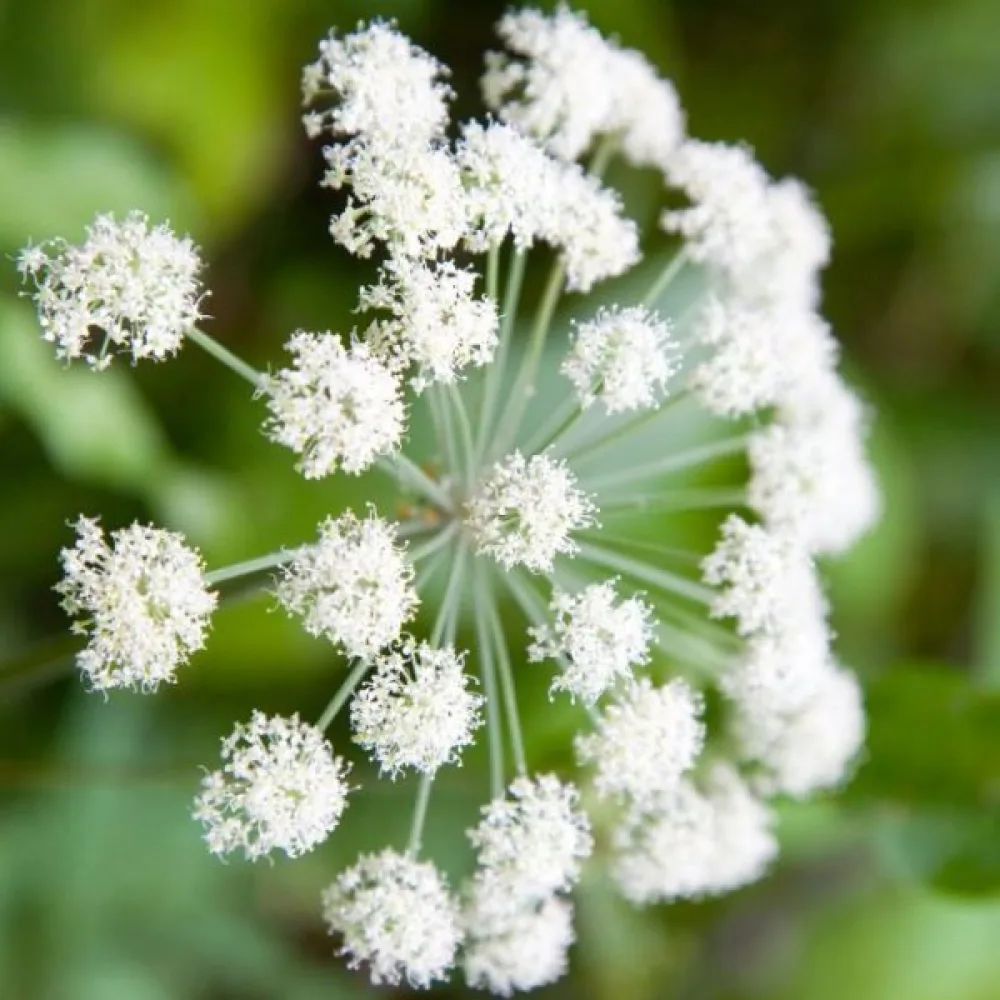 Karhunputki Angelica sylvestris
