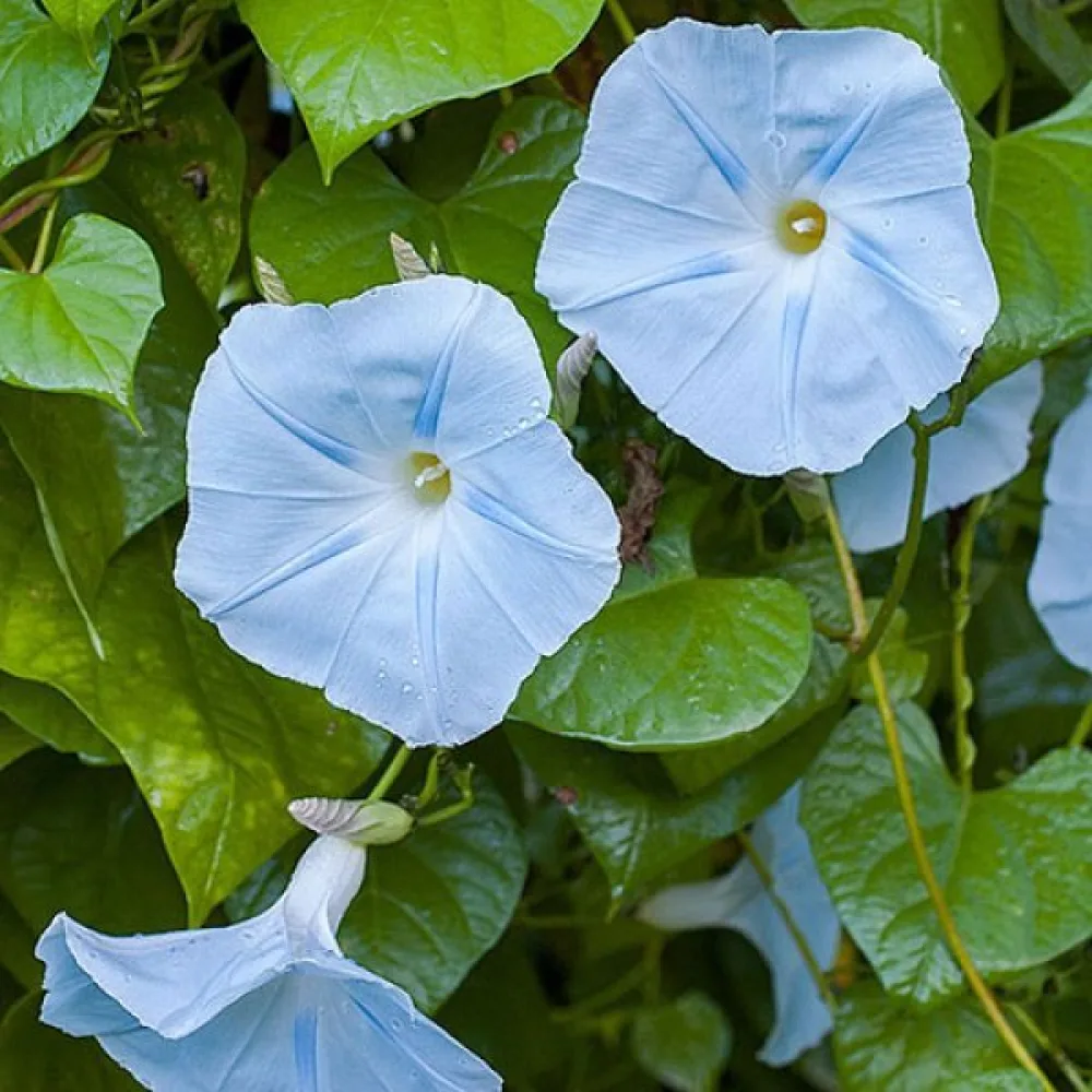 Elämänlanka 'Blue Star'