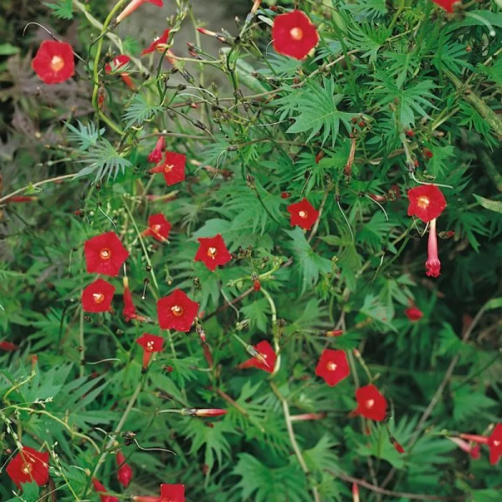 Kardinaaliköynnös 'Cardinal Climber'