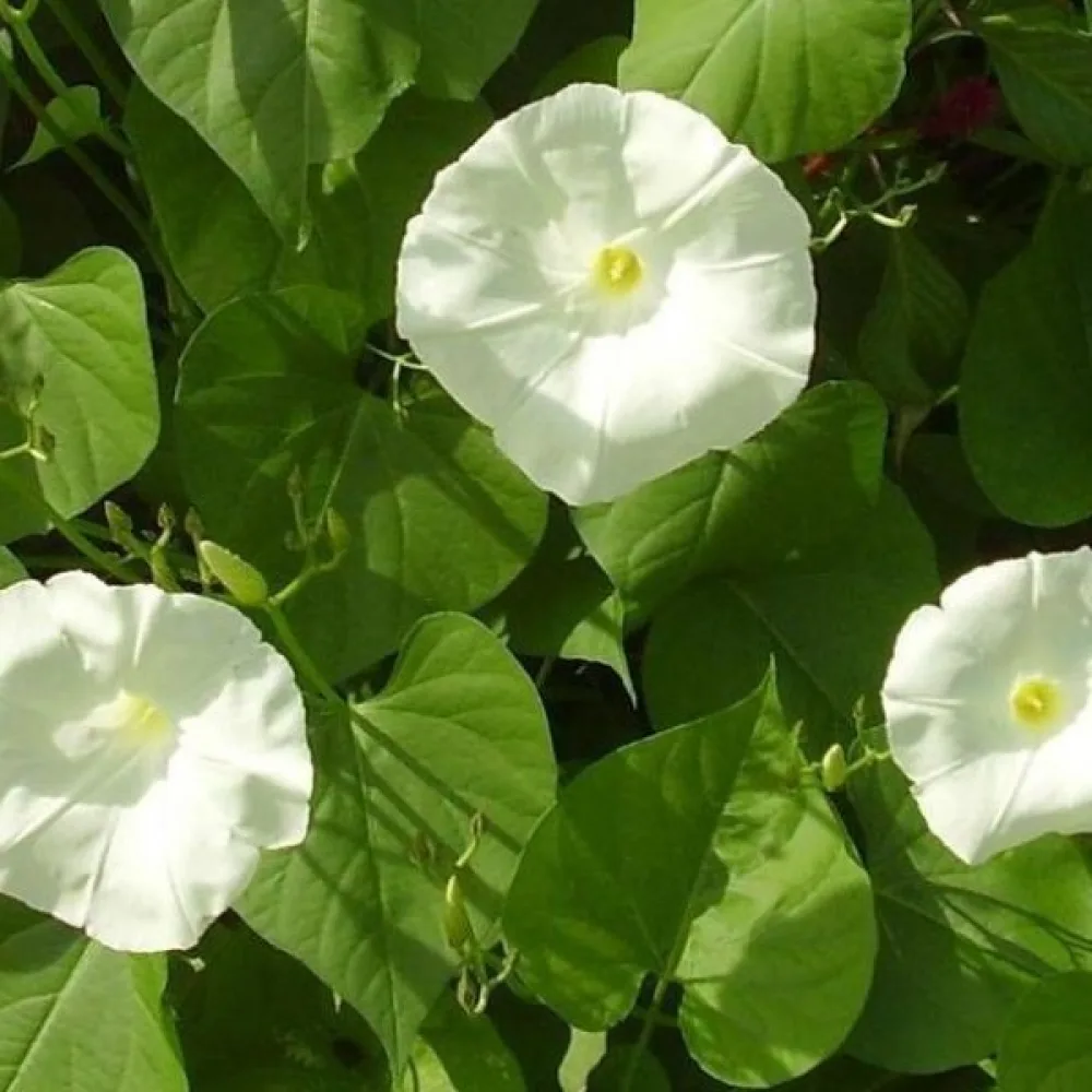 Elämänlanka 'Pearly Gates'