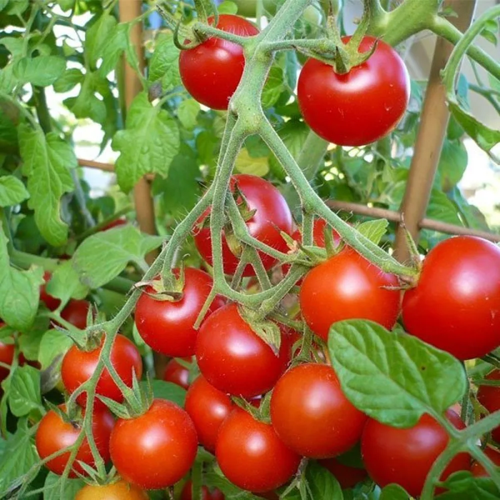 Kirsikkatomaatti 'Pokusa'