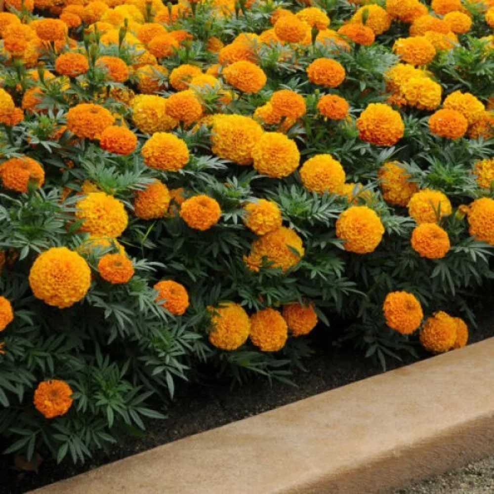 Kookossamettikukka 'Sierra Orange'