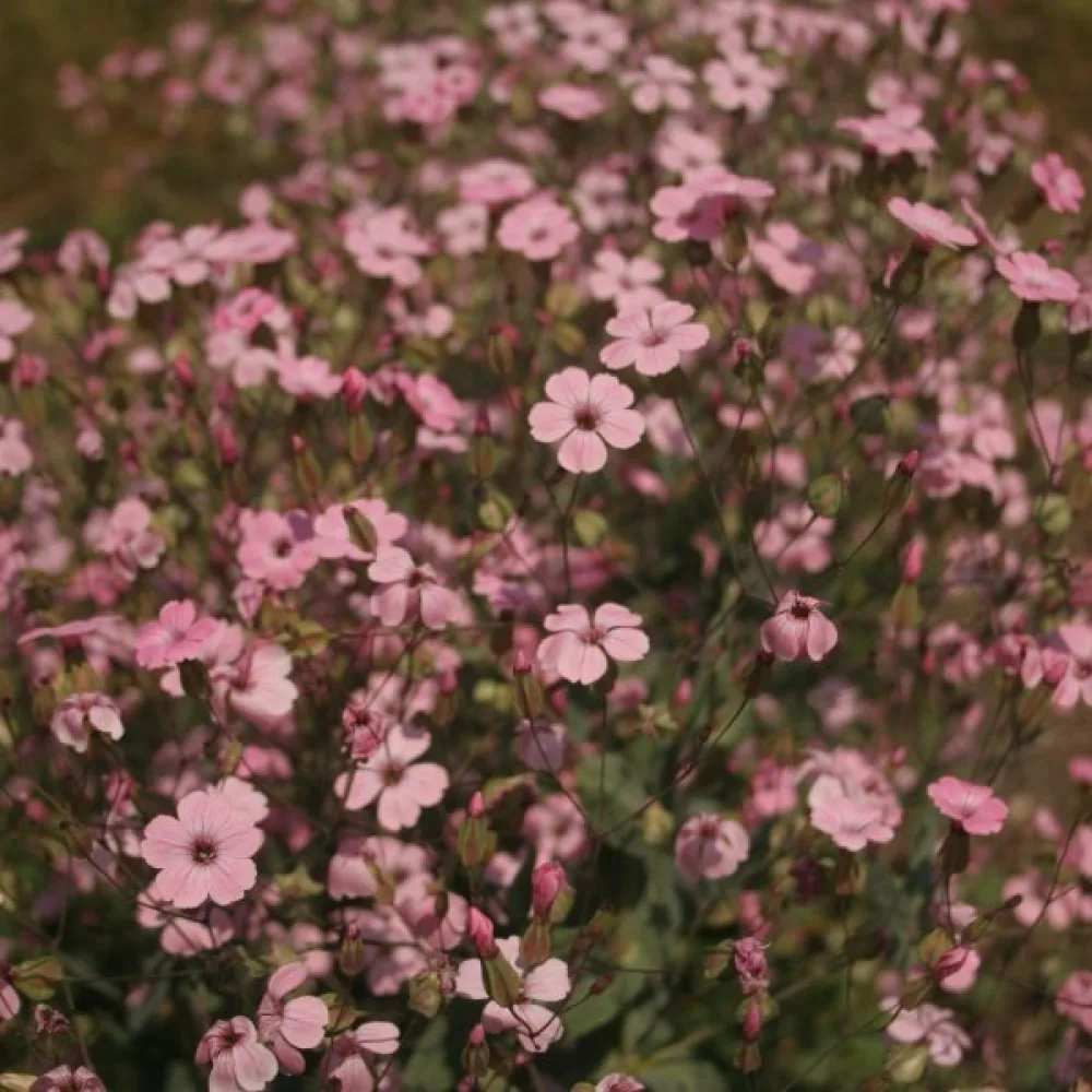 Vaccaria 'Pink Beauty'