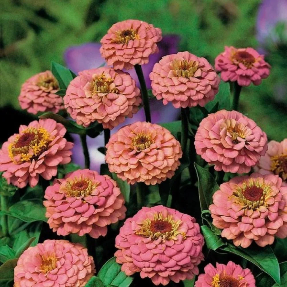 Tarhatsinnia 'Salmon Gem'