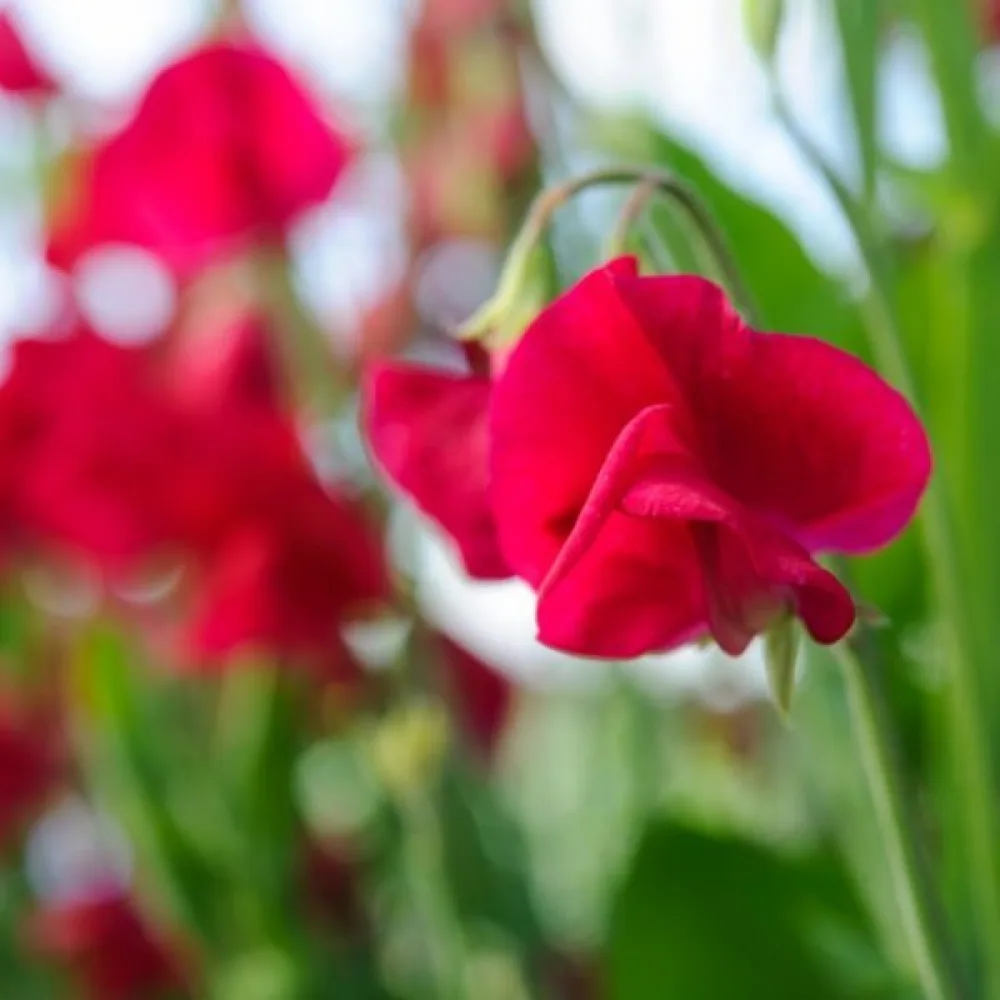 Tuoksuherne Lathyrus odoratus – punainen