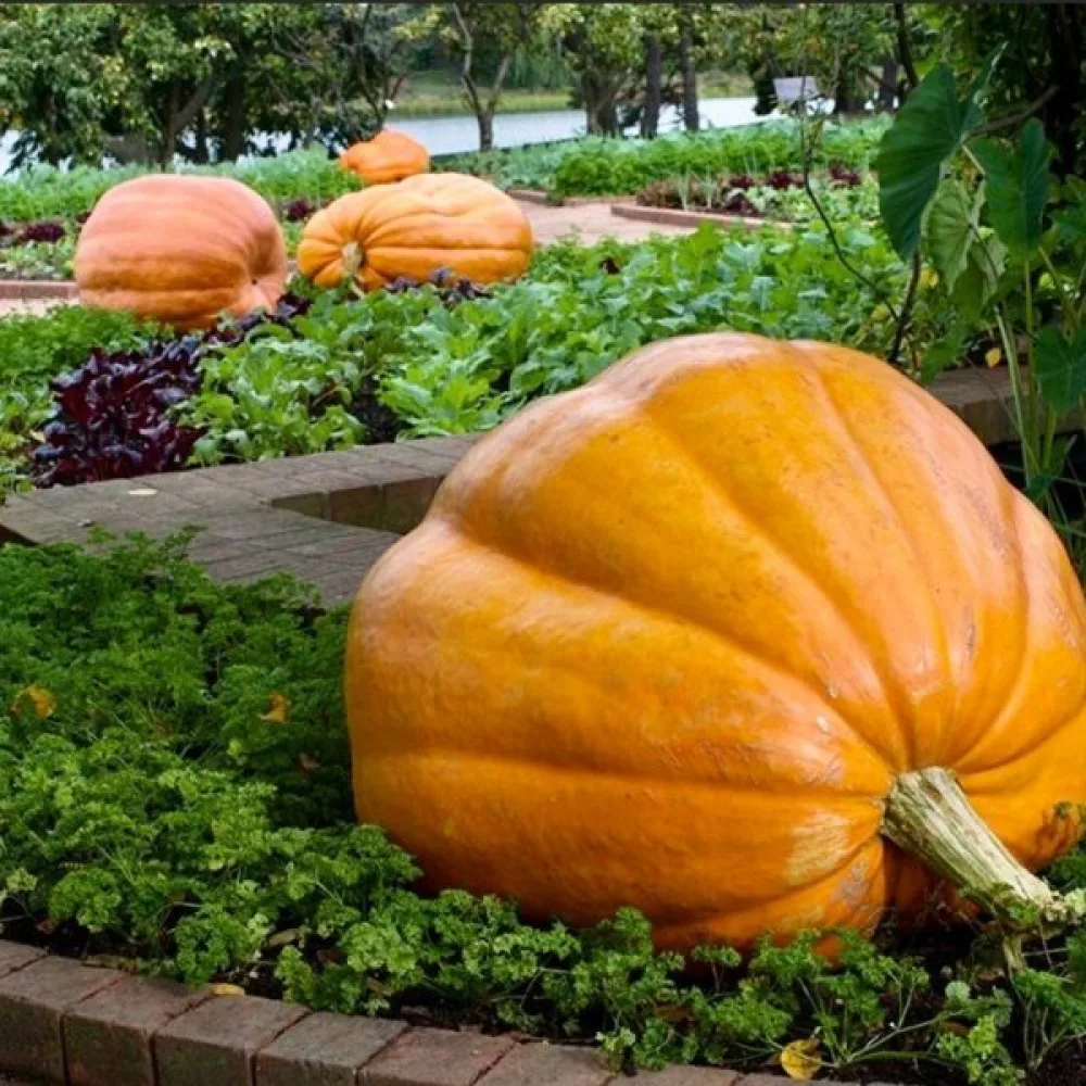 Kurpitsa 'Atlantic Giant'