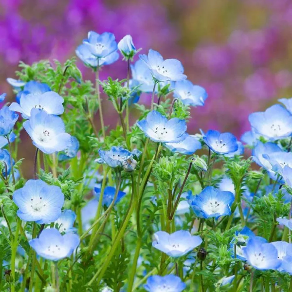 Nemophila – sininen
